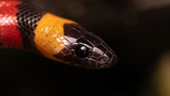 Lampropeltis annulata