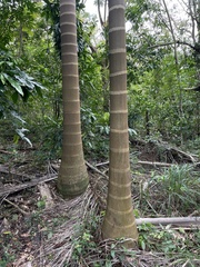 Roystonea borinquena