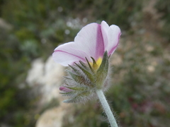 Convolvulus lanuginosus