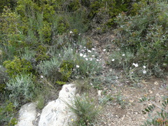 Convolvulus lanuginosus