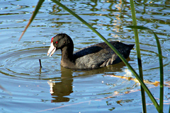 Fulica americana americana