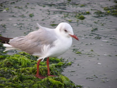 Chroicocephalus cirrocephalus