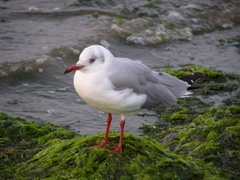 Chroicocephalus cirrocephalus