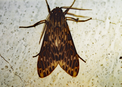 Nelphe setosa