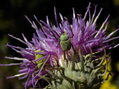 Hoplia parvula