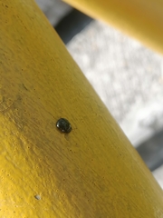 Brachyplatys subaeneus