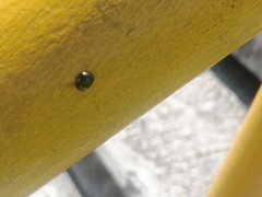 Brachyplatys subaeneus