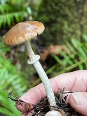 Psathyrella longistriata