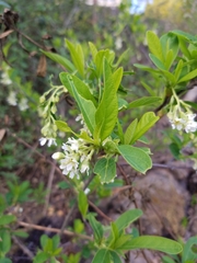 Oemleria cerasiformis