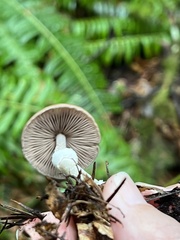 Psathyrella longistriata