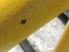 Brachyplatys subaeneus