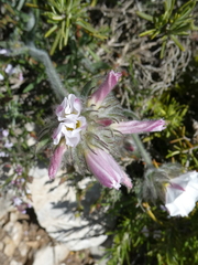 Convolvulus lanuginosus