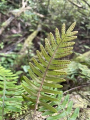 Pleopeltis polypodioides