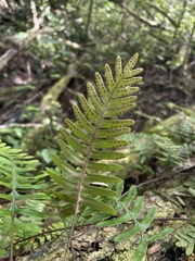 Pleopeltis polypodioides