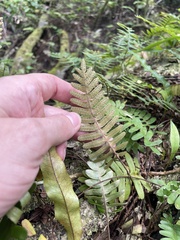 Pleopeltis polypodioides