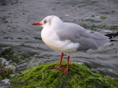 Chroicocephalus cirrocephalus