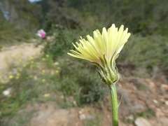 Crepis albida