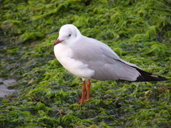 Chroicocephalus cirrocephalus