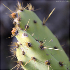 Opuntia oricola
