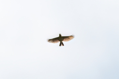 Mirafra rufocinnamomea