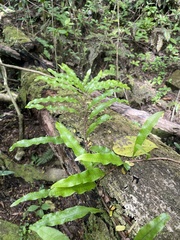 Microgramma lycopodioides