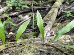 Microgramma lycopodioides