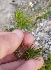 Spergula