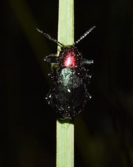 Platycorynus