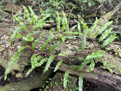 Microgramma lycopodioides