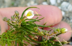 Spergula