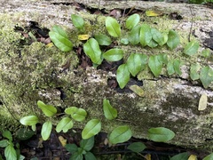 Microgramma piloselloides