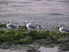 Leucophaeus pipixcan