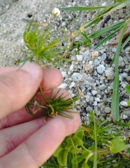 Spergula