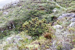 Leucadendron strobilinum
