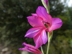Gladiolus illyricus