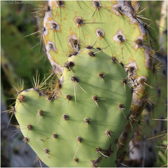 Opuntia oricola