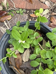 Citharexylum berlandieri