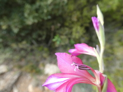 Gladiolus illyricus