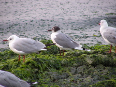 Leucophaeus pipixcan