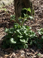 Ranunculus abortivus