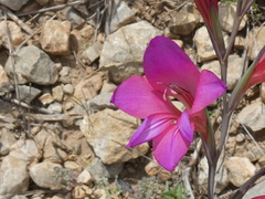 Gladiolus illyricus