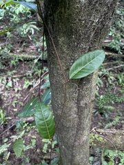 Passiflora laurifolia