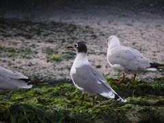 Leucophaeus pipixcan