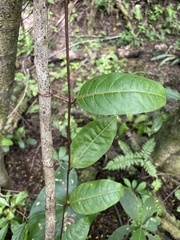 Passiflora laurifolia