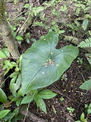 Caladium coerulescens