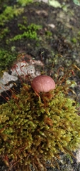 Lycoperdon fuligineum
