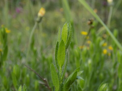 Genista germanica