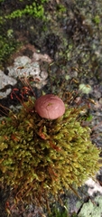 Lycoperdon fuligineum
