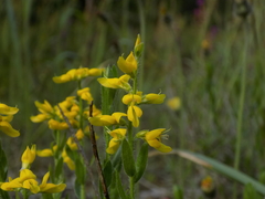 Genista germanica