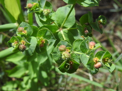 Euphorbia hirsuta
